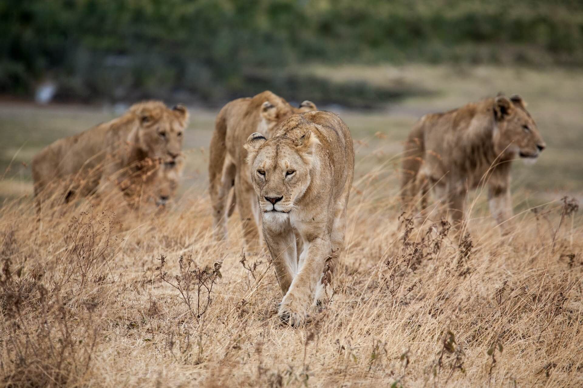CLAWS Conservancy