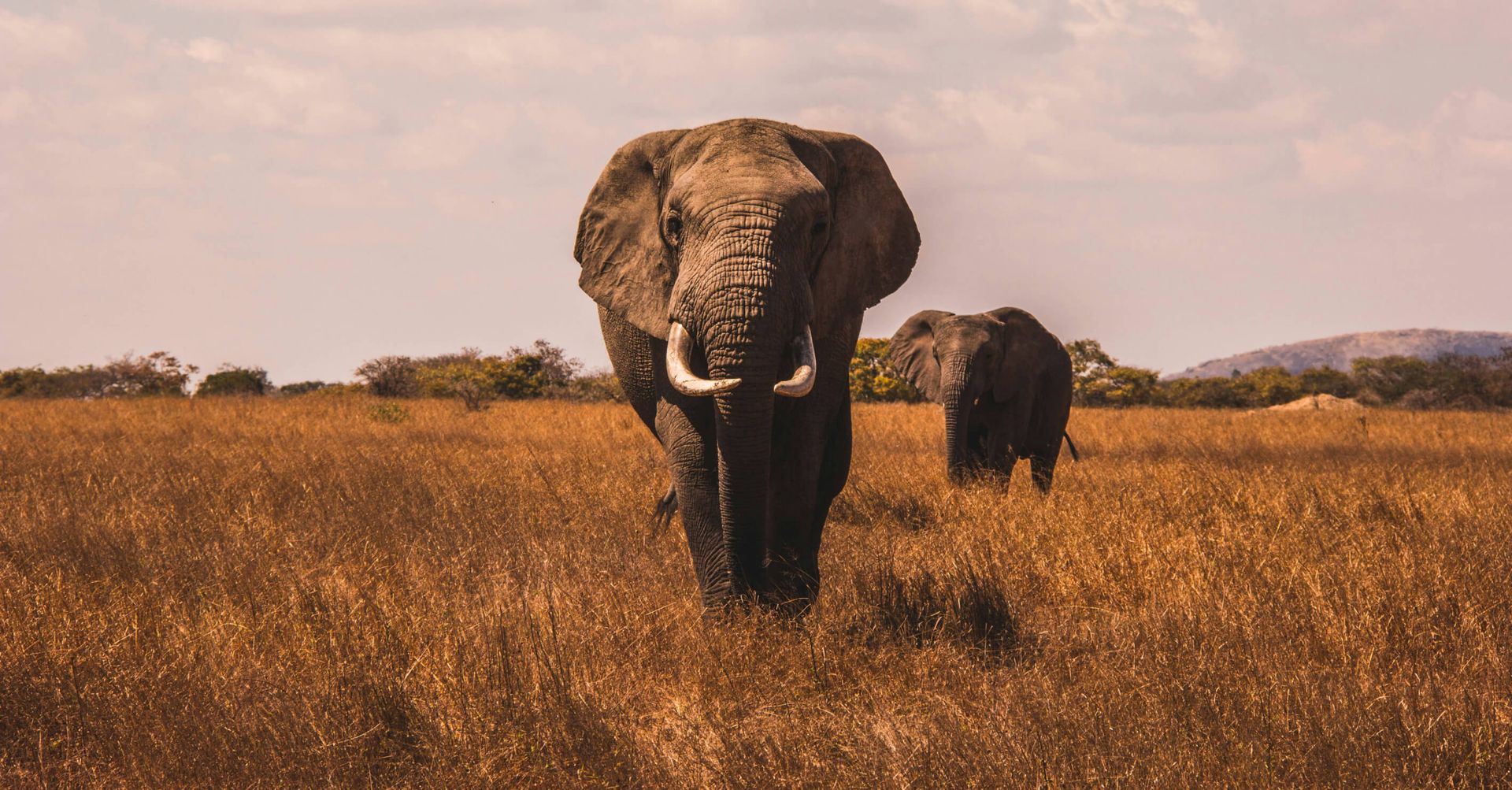 Elephants in the wild