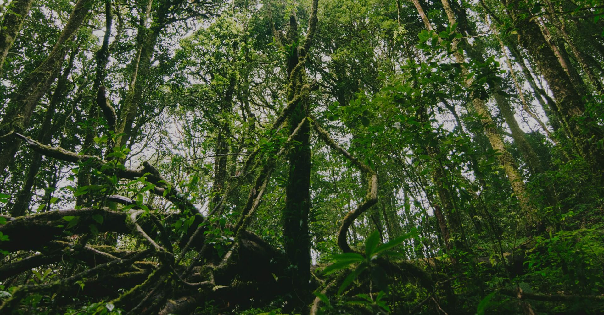 Forest woodland scene