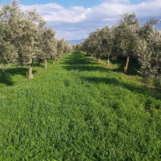 Healthier olive farms in Akhisar